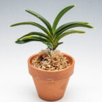 Неофинетия СумиНагаси (neofinetia Suminagashi 墨流 묵류)