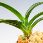 neofinetia-suminagashi