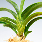 neofinetia-suminagashi