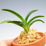 neofinetia-suminagashi