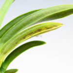 neofinetia-suminagashi