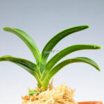 neofinetia-suminagashi