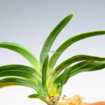 neofinetia-suminagashi