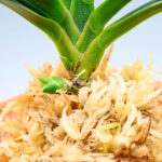 neofinetia-suminagashi