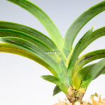 neofinetia-suminagashi