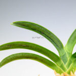 neofinetia-suminagashi