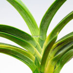 neofinetia-suminagashi