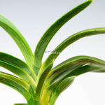 neofinetia-suminagashi