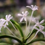 neofinetia-hinawarabe