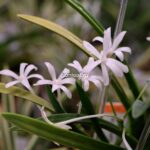 Неофинетия КИНБОШИ 金星 금성 neofinetia Kinboshi