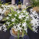 Неофинетия КИНБОШИ 金星 금성 neofinetia Kinboshi