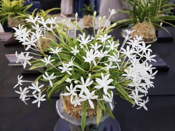 Неофинетия КИНБОШИ 金星 금성 neofinetia Kinboshi