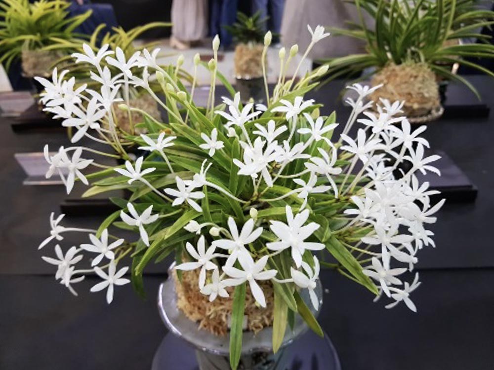 Неофинетия КИНБОШИ 金星 금성 neofinetia Kinboshi