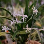 Неофинетия КИНБОШИ 金星 금성 neofinetia Kinboshi