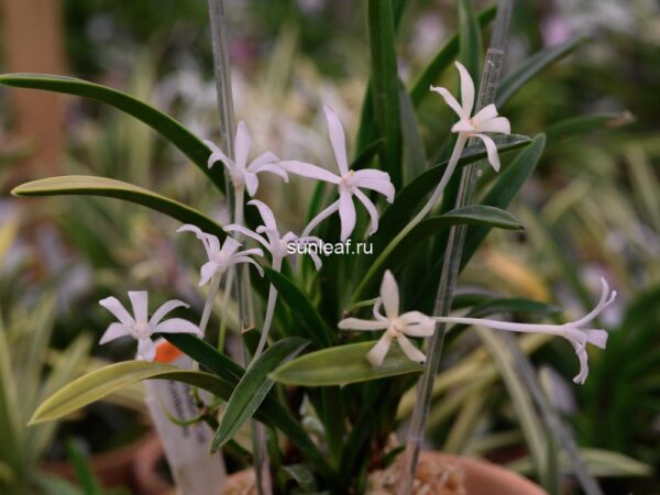 Неофинетия КИНБОШИ 金星 금성 neofinetia Kinboshi