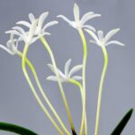 неофинетия РюСэй 流星 유성 neofinetia Ryusei