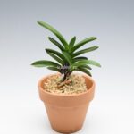 neofinetia-tamakongo