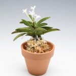 neofinetia-tamakongo