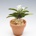 neofinetia-tamakongo