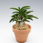 neofinetia-tamakongo