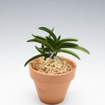 neofinetia-tamakongo