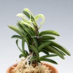 neofinetia-tamakongo
