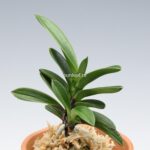 neofinetia-tamakongo