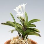 neofinetia-tamakongo