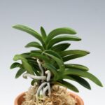 neofinetia-tamakongo