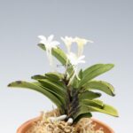 neofinetia-tamakongo