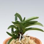 neofinetia-tamakongo