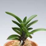 neofinetia-tamakongo