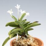 neofinetia-tamakongo