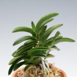 neofinetia-tamakongo