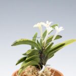 neofinetia-tamakongo