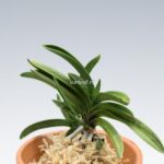 neofinetia-tamakongo