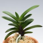 neofinetia-tamakongo