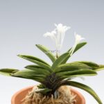neofinetia-tamakongo