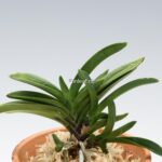 neofinetia-tamakongo