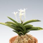 neofinetia-tamakongo